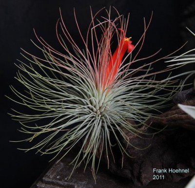 Tillandsia-andreana-flower.jpg