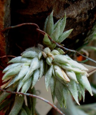 T. aizoides.jpg