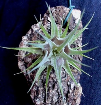 T. roseiflora x sprengeliana2.jpg