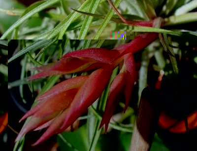 T. geminiflora x (sucrei x globosa) 3.jpg