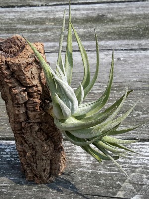 Tillandsia minasgeraisensis