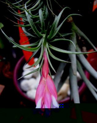 T. tenuifolia var vaginata1.jpg