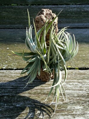 Tillansia minasgeraisensis