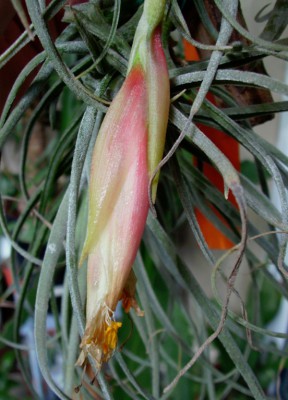 T. erubescens2.jpg