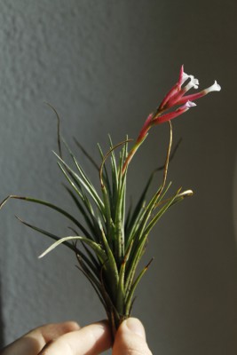 cf. stricta.JPG